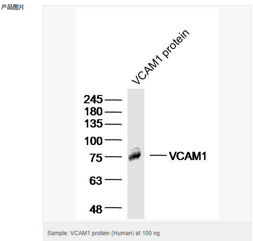 6052b5c709bd2.png image.png