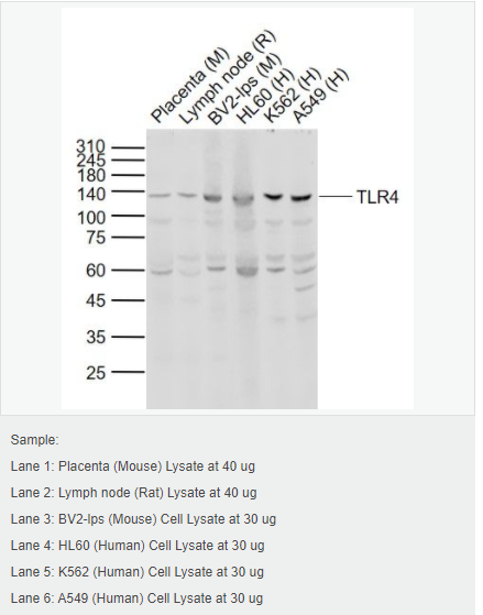 60580443eb487.png image.png