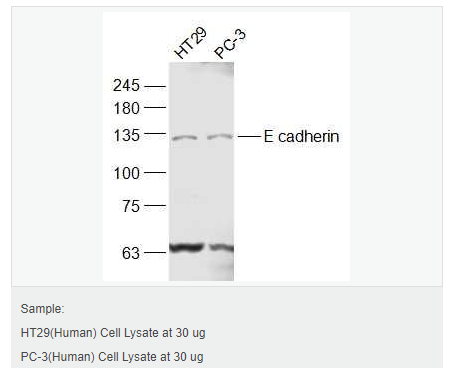 605830cf65b40.png image.png